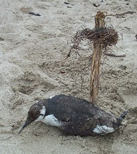 A dead common murre by burial cross on beach