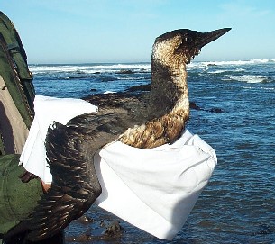 oiled bird held in a white towel