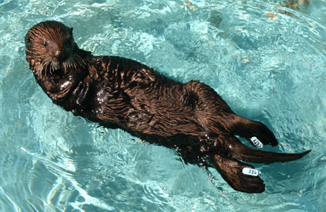A sea otter resting in a pool during post-wash recovery.