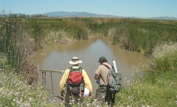 Scientists with back packs wading into the marsh