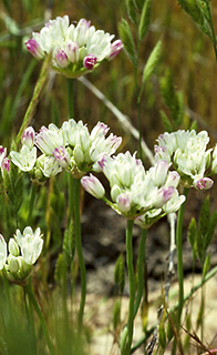 Allium munzii CDFW photo by Roxanne Bittman