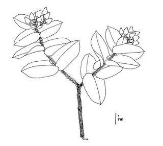 line drawing of Arctostaphylos pallida flower