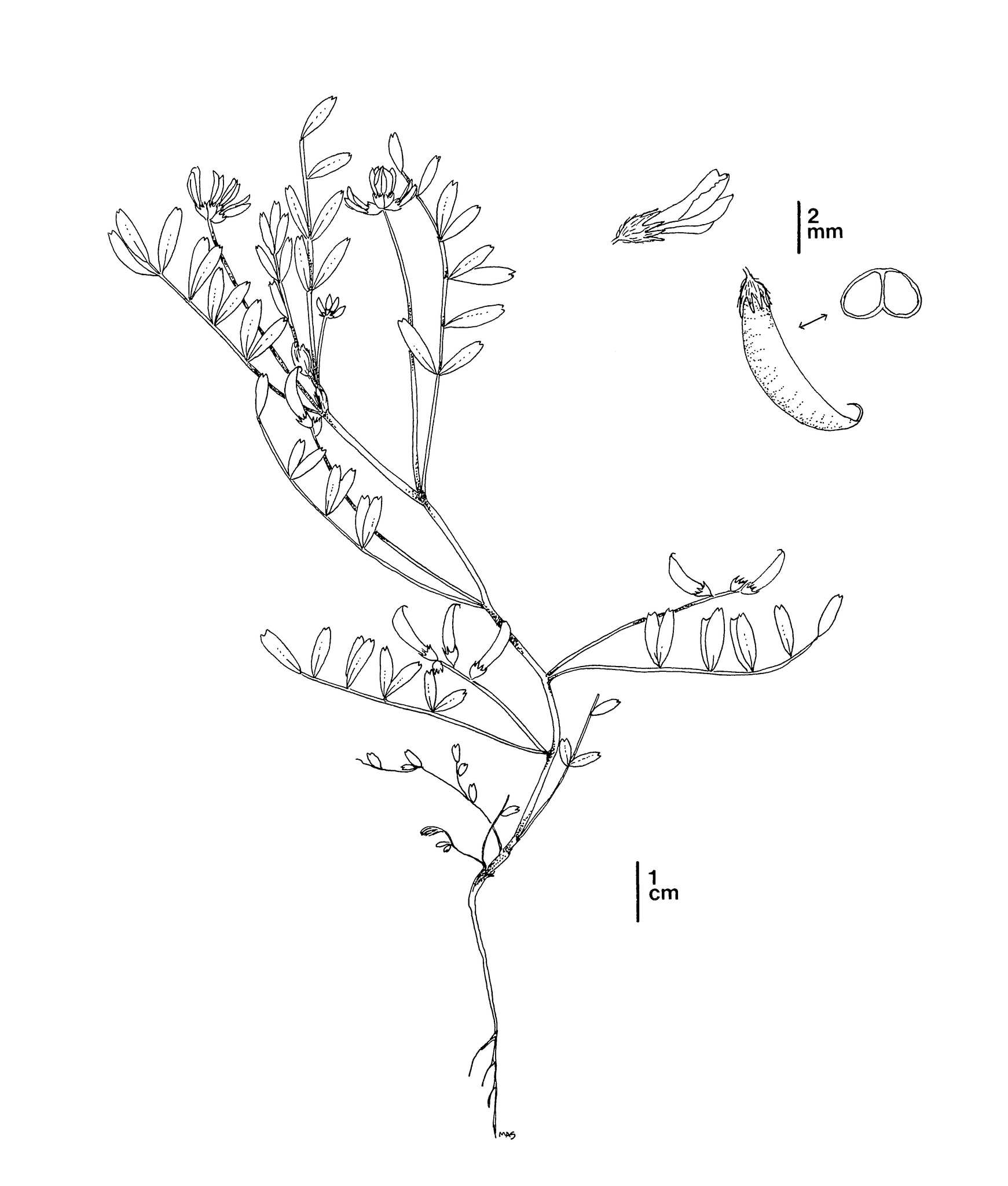 Line Drawing of Astragalus tener var. titi by Mary Ann Showers - click to enlarge in new window