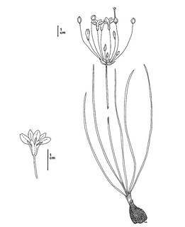 Brodiaea filifolia CDFW illustration by Mary Ann Showers, click for full-sized image