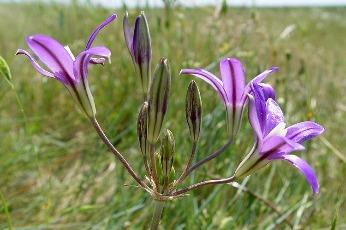 Photo of Indian Valley brodiaea flowers