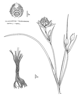 Calochortus tiburonensis CDFW illustration by Mary Ann Showers, click for full-sized image