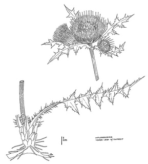Cirsium scariosum var. loncholepis CDFW illustration by Mary Ann Showers, click for full-sized image