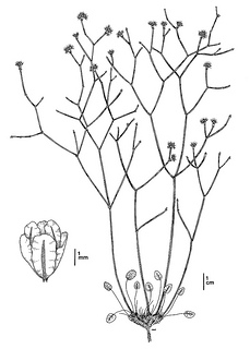 Eriogonum apricum var. apricum CDFW illustration by Mary Ann Showers, click for full-sized image