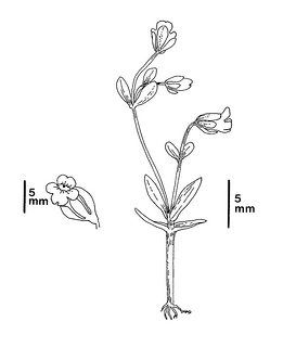 Gratiola heterosepala CDFW illustration by Mary Ann Showers, click for full-sized image