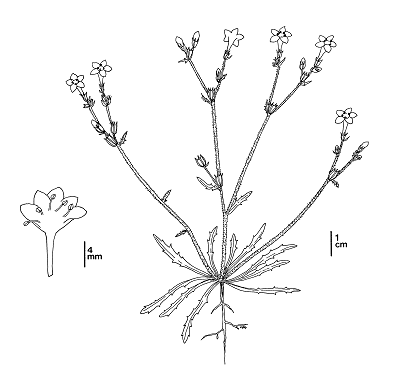 line drawing of ground plant with flowers - click to enlarge in new window