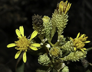 Hazardia orcuttii, photo © Keir Morse