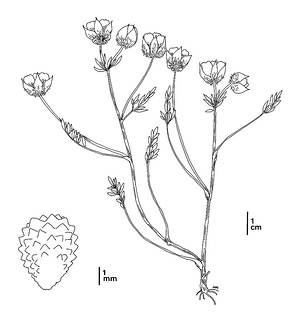 Limnanthes floccosa ssp. californica CDFW illustration by Mary Ann Showers, click for full-sized image