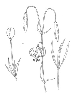 ilium pardalinum ssp. pitkinense CDFW illustration by Mary Ann Showers, click for full-sized image