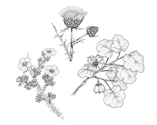 line drawing of three flowers