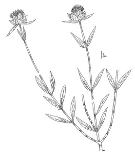 Monardella viminea CDFW illustration by Mary Ann Showers, click for full-sized image, opens in new window/tab