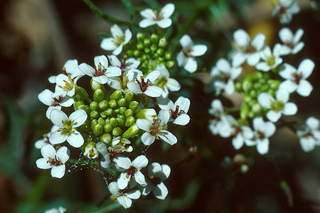 Nasturtium gambelii, photo © California Native Plant Society 1984