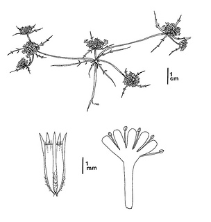 Navarretia leucocephala ssp. pauciflora, CDFW illustration by Mary Ann Showers, click for full-sized image