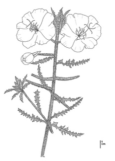 Oenothera deltoides ssp. howellii CDFW illustration by Mary Ann Showers, click for full-sized image