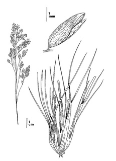 Poa napensis CDFW illustration by Mary Ann Showers, click for full-sized image