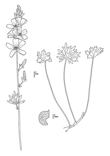 Sidalcea oregana ssp. valida, CDFW illustration by Mary Ann Showers, click for full-sized image