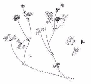 Trifolium trichocalyx - CDFW Illustration by Mary Ann Showers