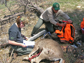 biologists and tranquilized deer