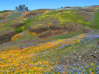 hills with wildflowers