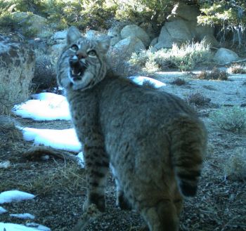 Bobcat snarling in small clearing, with some snow and surrounded by sagebrush