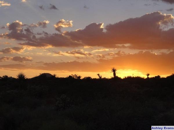 A desert sunset sets over a landscape of yucca and scrubbush.