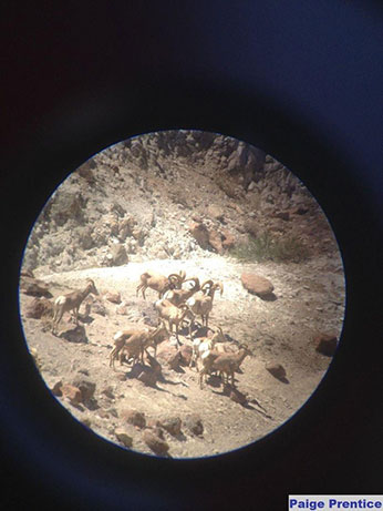 A view of desert bighorn as seen through a spotting scope - open in new window