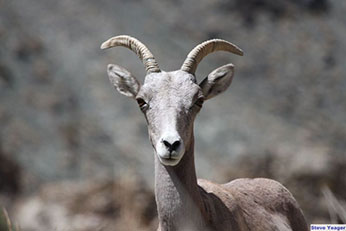 A bighorn ewe stares straight into the camera - link open in new window.