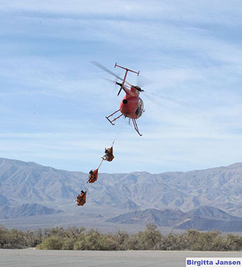 Three bighorn sheep are carried in bags on a rope underneath a helicopter - link open in new window.
