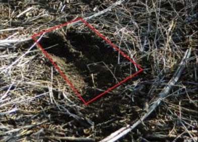 Photo of bobcat paw to demonstrate what a bobcat track looks like in the field