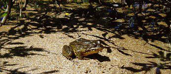 Mountain Yellow Legged Frog under bush