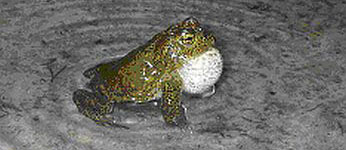 Yosemite toad in pond with leaves and sand bottom