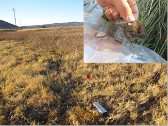 Trap for Amargosa voles with inset of vole captured