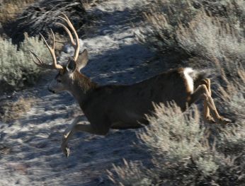 Buck Running in steep sandy terrain