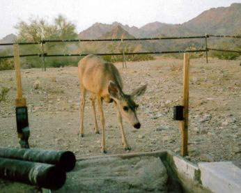 Mule Deer at water tank