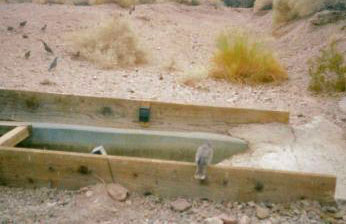 Dove and quail at water tank