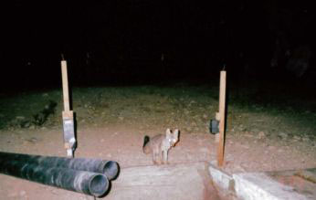 Gray fox at water tank