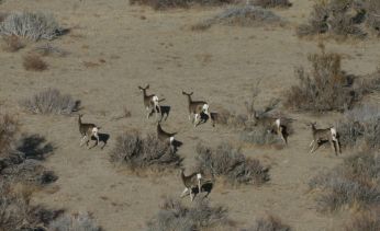 Mule deer does in desert habitat