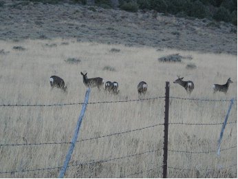 Mule Deer browsing Slinkard Valley