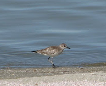 Black Bellied Plover at the Salton Sea
