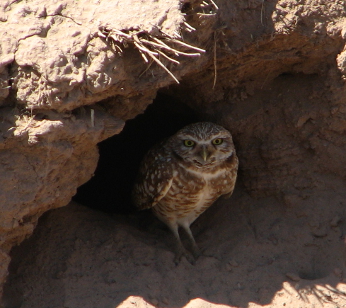 Burrowing Owl near burrow