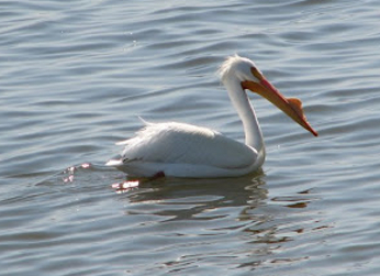 American White Pelican floating in the Salton Sea