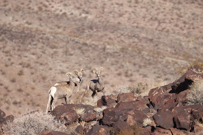 group of desert bighorn sheep