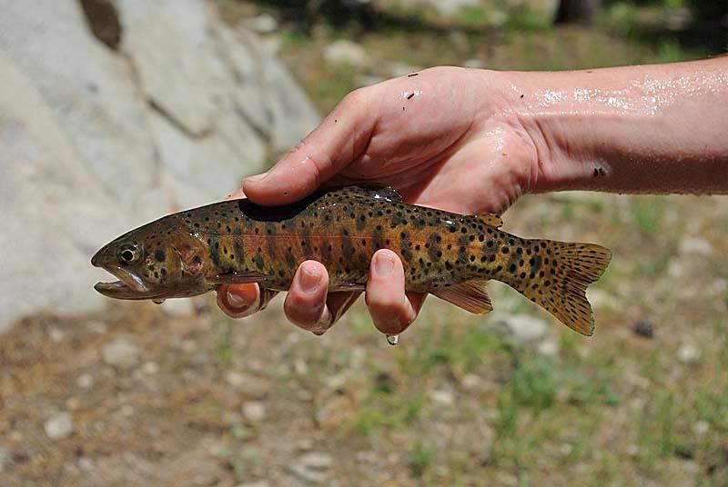 fish with bands and spots being held by a human hand