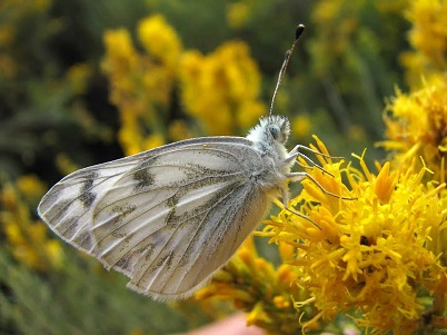 white butterfly feeding on yellow flowers