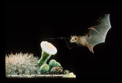 flying bat approaching cactus flowers