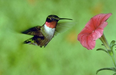 ruby-throated hummingbird flying next to a pink flower